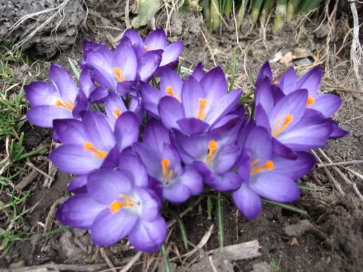 equinox-crocuses.jpg