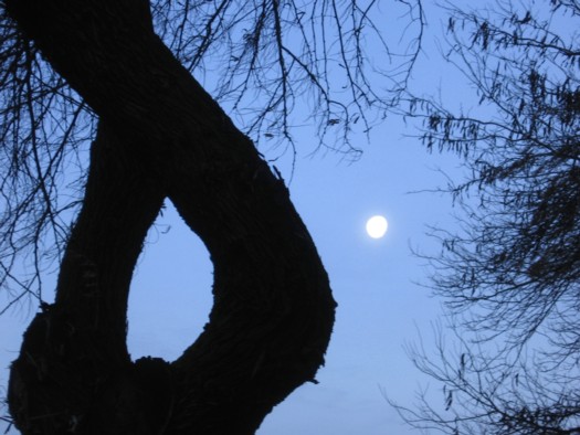 Moon and Trees