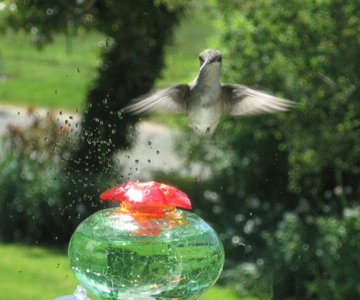 hummer hovering