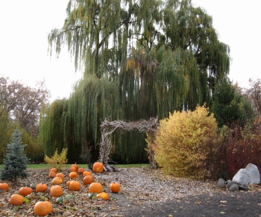 grape vine arch 525px