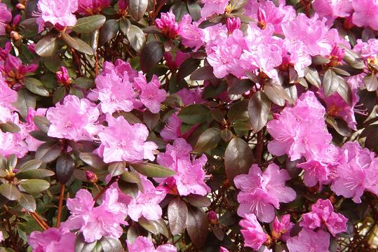 Rhododendrons