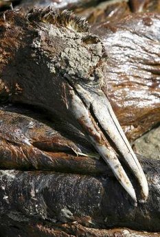 Gannet killed by oil