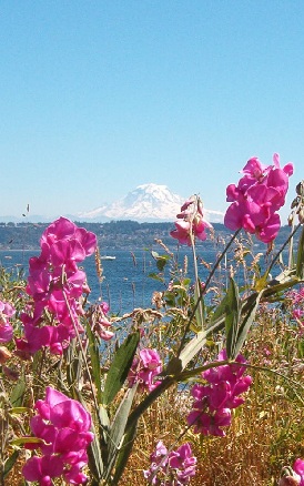 Late Summer Sweetpeas