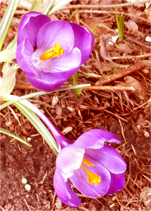 Pioneers. © Pat Paquette, 2013.