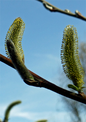 Budding. © Pat Paquette, 2013.