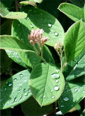 After the Rain. © Pat Paquette, 2013.