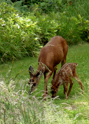 Mommy Deerest. © Pat Paquette, 2013.