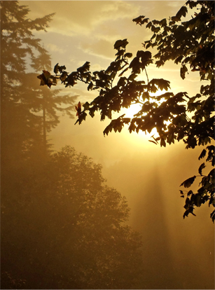 Sun and Fog. © Pat Paquette, 2013.