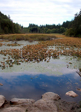 Water and earth. Fisher Pond. © Pat Paquette, 2013.