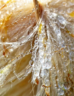Dew on Cattails. © Gretchen Friedrich, 2013.