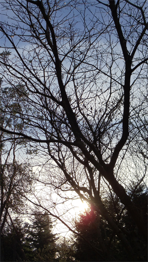 Late fall sun. © Pat Paquette, 2013.