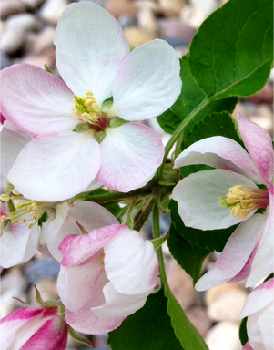 © Osk Ingad Alden, 2014.