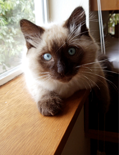 Juno. © Pat Paquette, 2014.