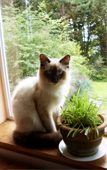 Not only is he adorable, but he eats his veggies. © Pat Paquette, 2014.