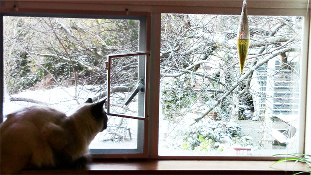 Jinn wonders what that white stuff is.