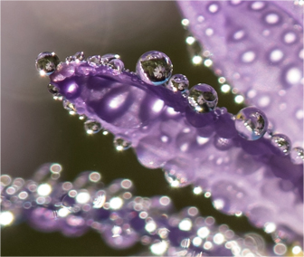 Reflections on a Purple Flower. © Gretchen Friedrich, 2014.