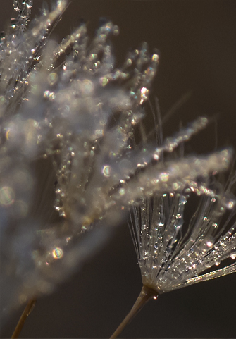 Winter gems. © Gretchen Friedrich, 2015.