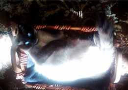 Soaking up some healing rays. 